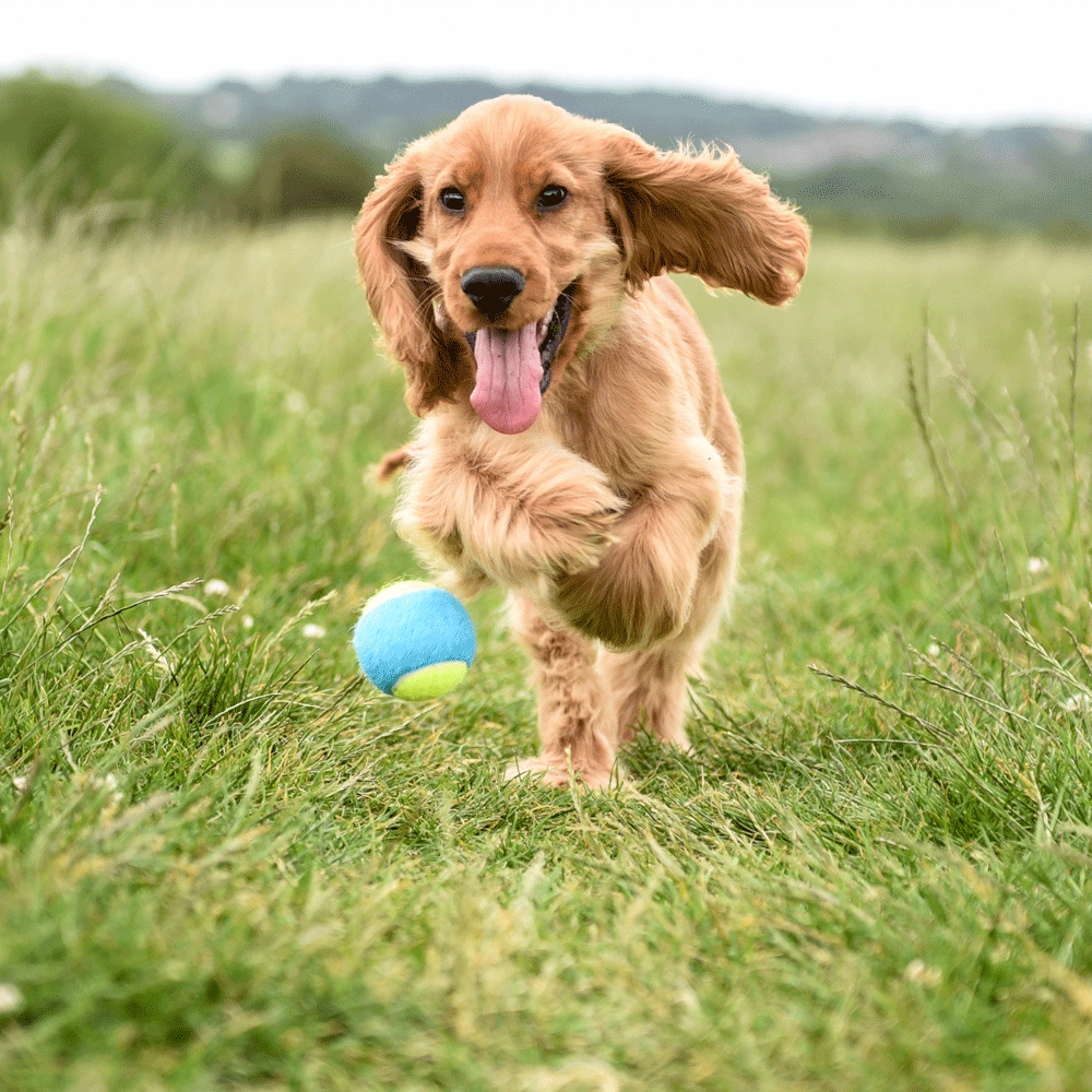 How catering to pet owners can drive great guest experience