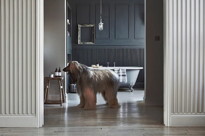 For guests who holiday with their dogs