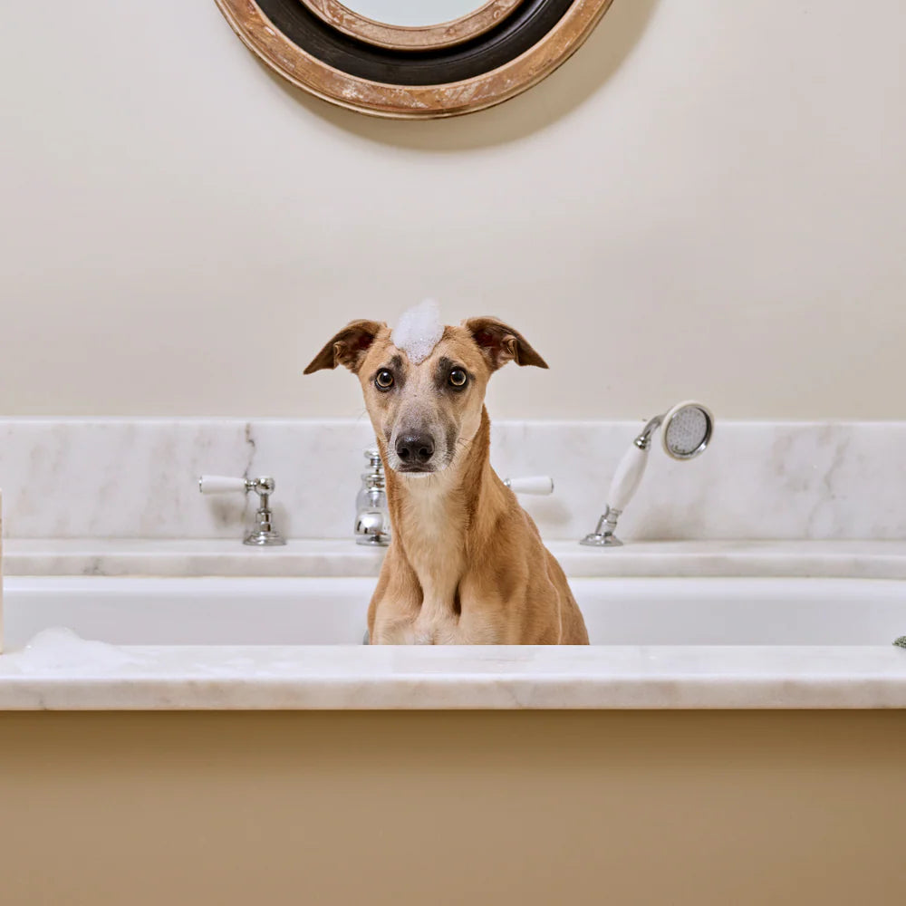 Digby Dog Wash Professional 5Litre with Lavender & Mandarin essential oils